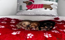 Miniature Dachshund dogs for sale: Miniature Longhair Dachshund Puppies  - Image 11