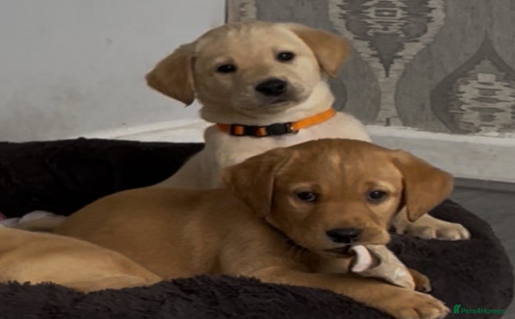 Labrador Retriever dogs - Advert 4