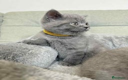 British Shorthair cats for sale: Chunky British Shorthair Blue Kittens 🐱💙 - Image 24