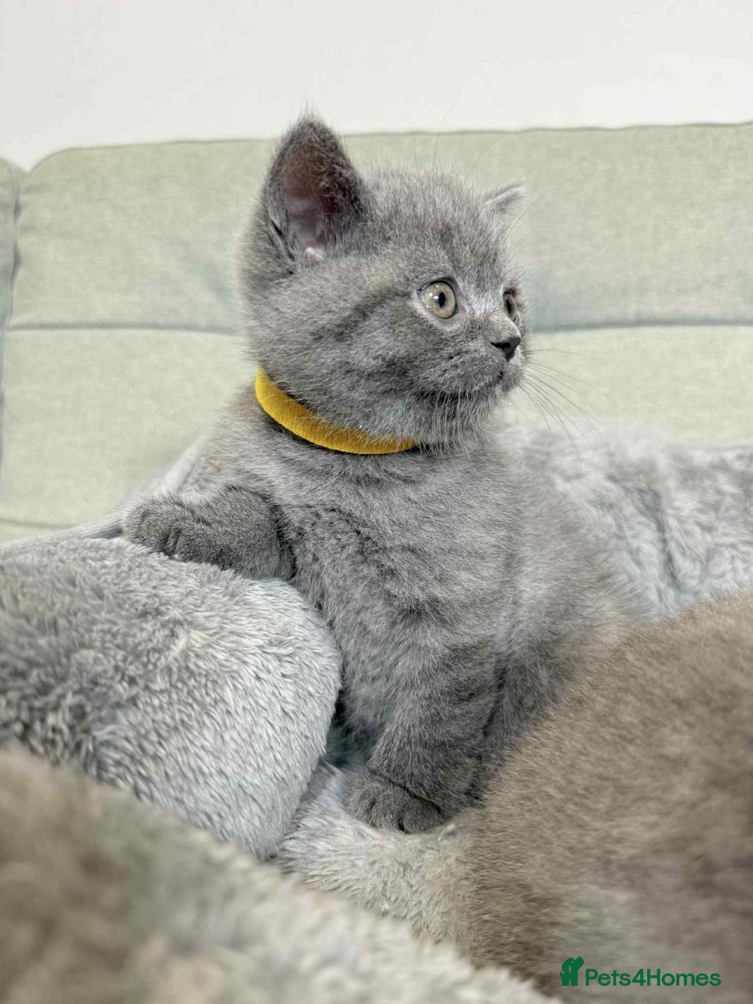 British Shorthair cats for sale: Chunky British Shorthair Blue Kittens 🐱💙 - Image 24