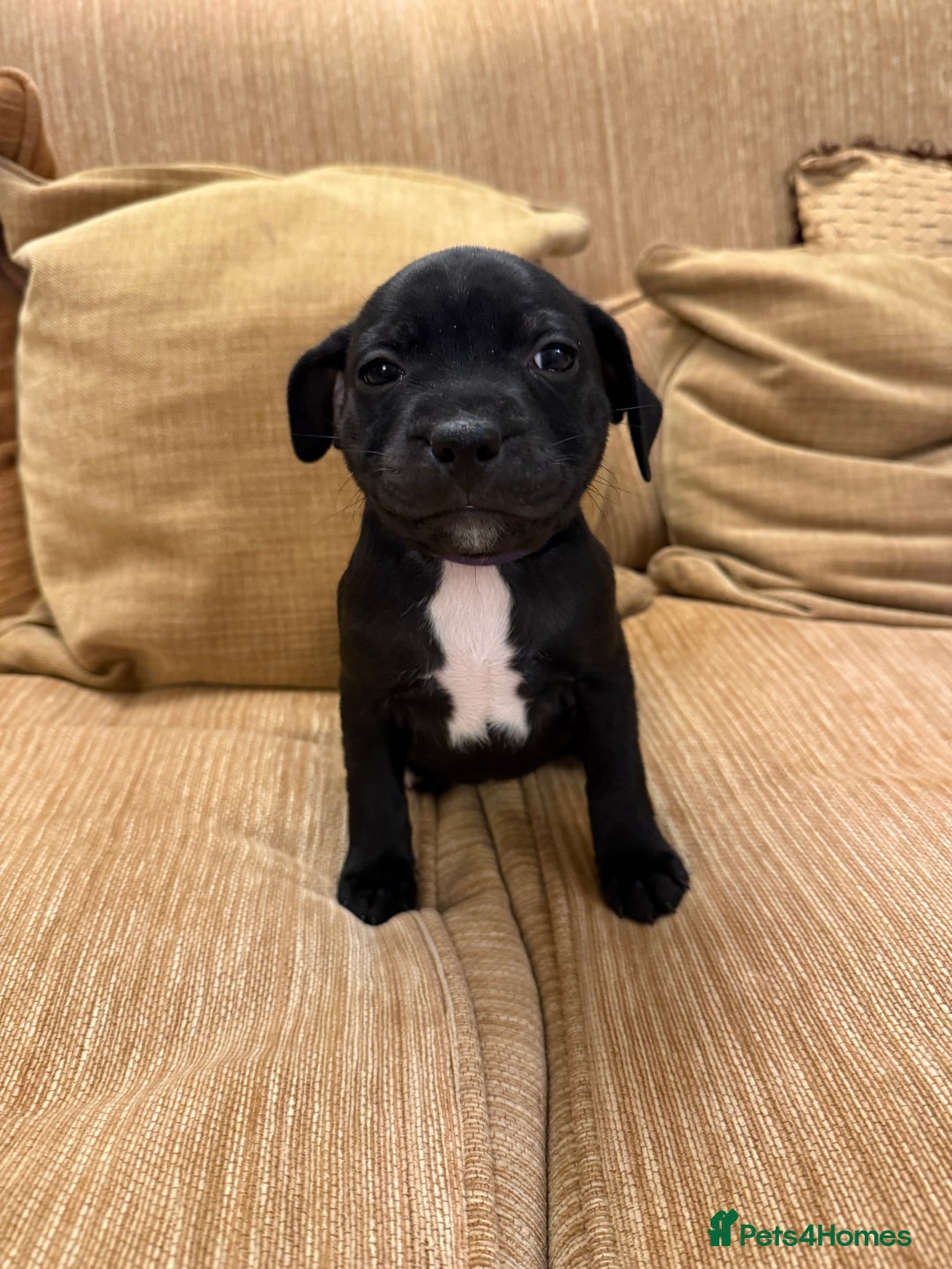 Staffordshire Bull Terrier dogs for sale: Health Tested Clear Staffordshire Bull Terrier's - Advert 27