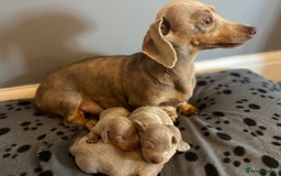 Miniature Dachshund dogs for sale: Miniature Dachshund puppies - Image 1