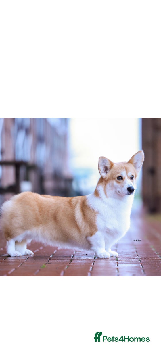 Welsh Corgi Pembroke dogs for sale: Pembroke corgi boys  - Advert 1