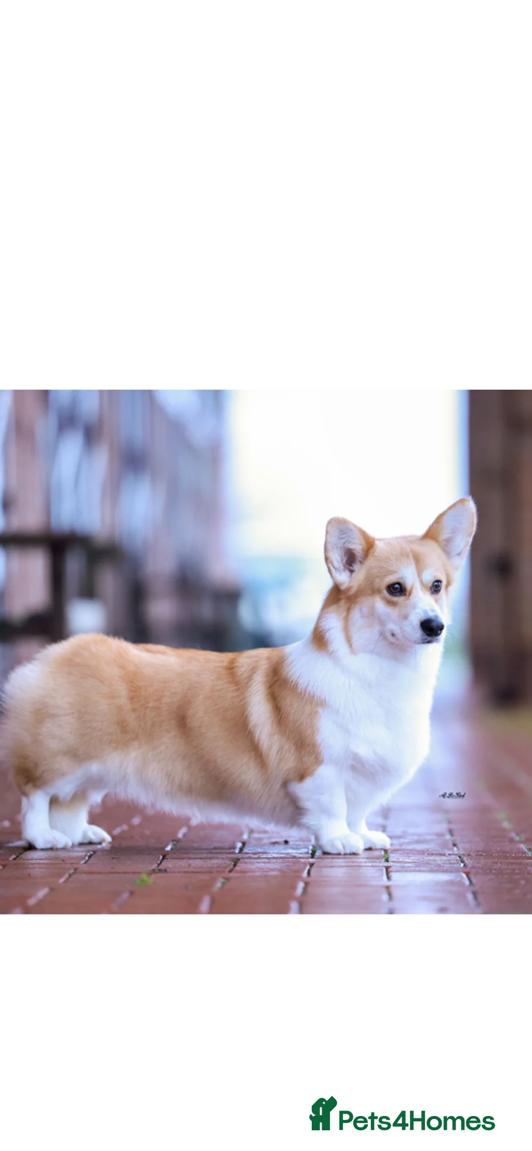 Welsh Corgi Pembroke dogs for sale: Pembroke corgi boys  - Advert 1