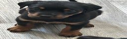 Rottweiler dogs for sale: Rotwellier puppies READY NOW  - Advert 6