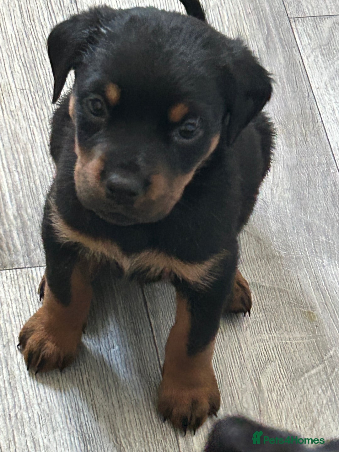 Rottweiler dogs for sale: Rotwellier puppies READY NOW  - Advert 6