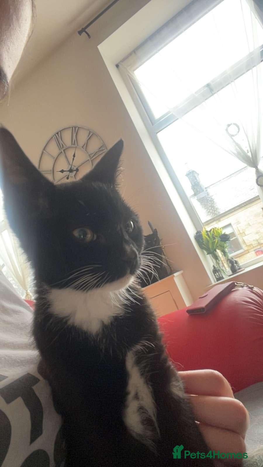British Shorthair cats for sale: Male tuxedo for sale - Advert 2