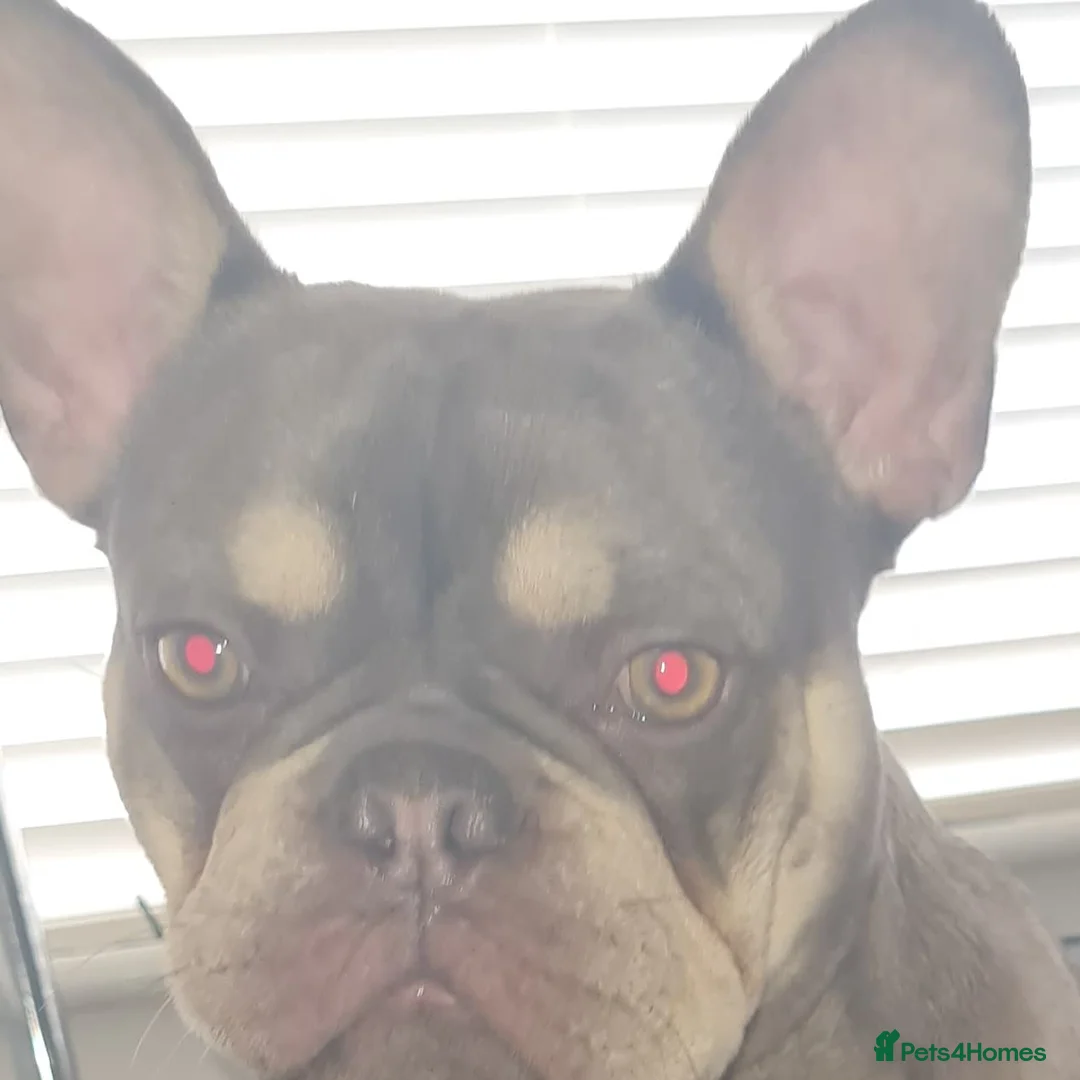 French Bulldog dogs for stud: KC TOP DRAW STUD Ramsgate  in Ramsgate - Advert 9