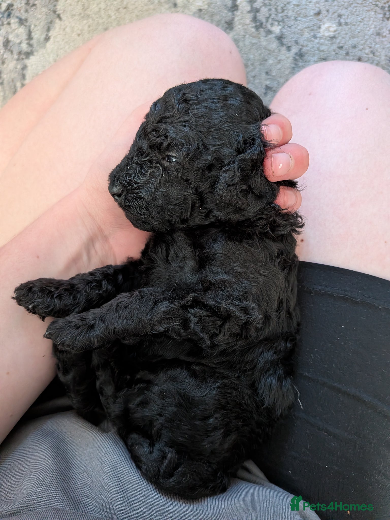 Cockapoo Puppy 1