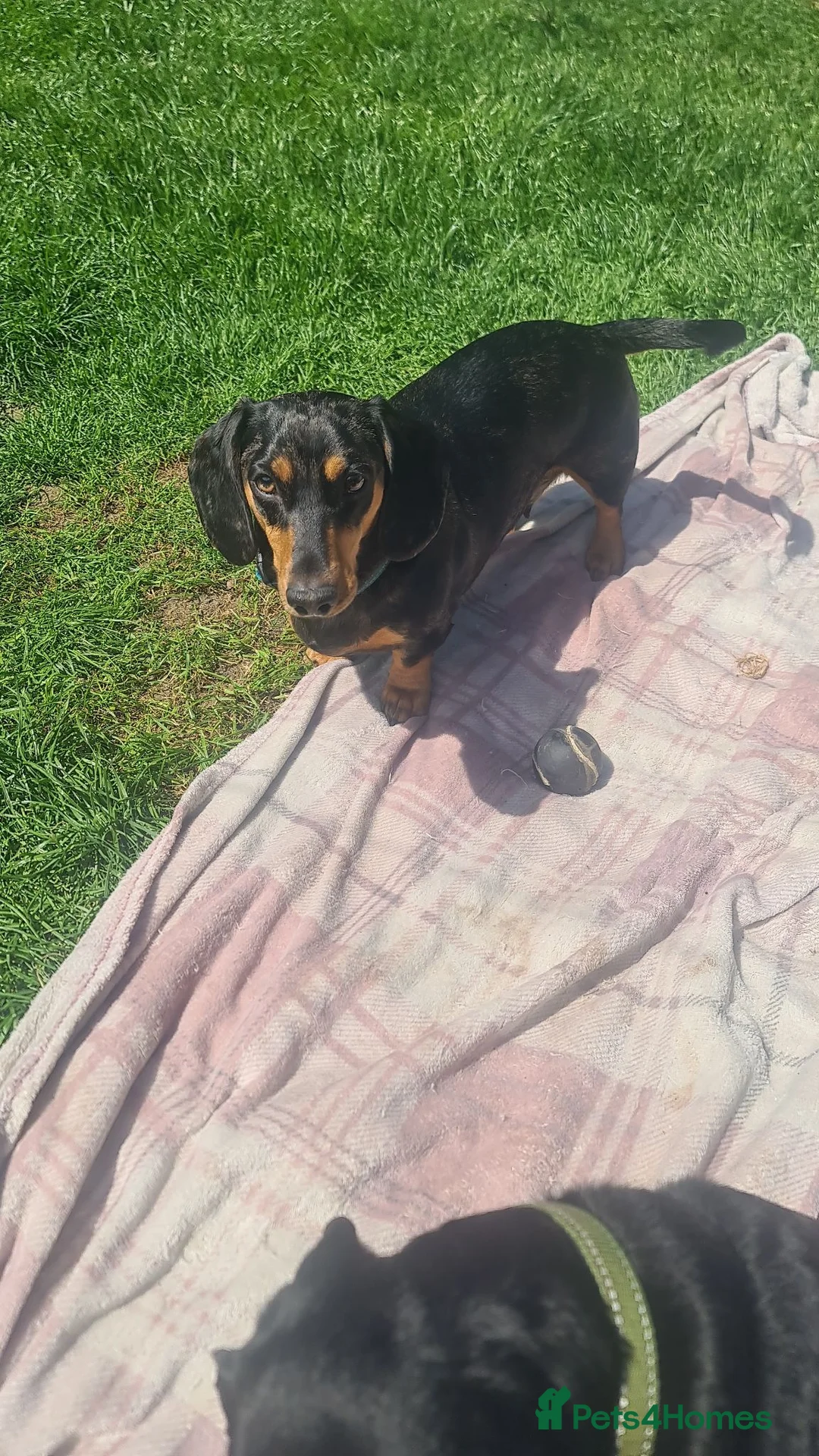 Dachshund dogs for sale: Dachshund brothers - Advert 2