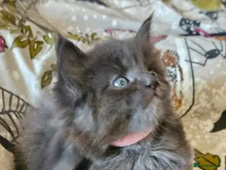 Maine Coon cats GCCF registered Blue Maine coon litter - Advert 5