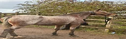 Appaloosa horses for sale: 15.3 Appaloosa mare - Advert 11