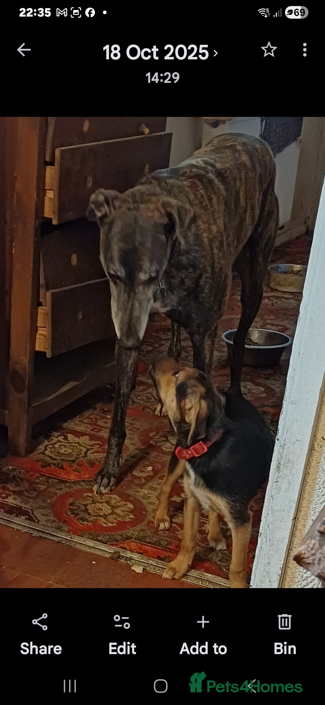 Greyhound dogs for sale: Ex racer looking for a new sofa - Advert 10