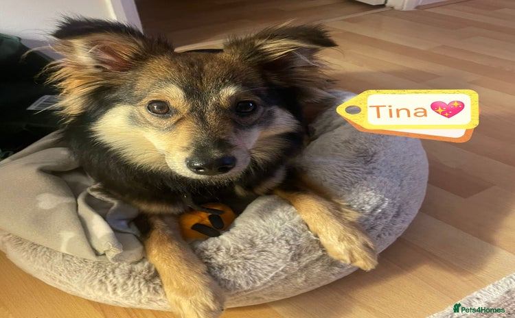 Mixed Breed dogs - Advert 7