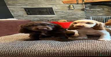 Cocker Spaniel dogs - Advert 6