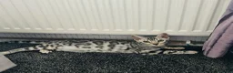 Bengal cats for sale: Pure Silver Female Bengal  in Loughborough - Advert 10