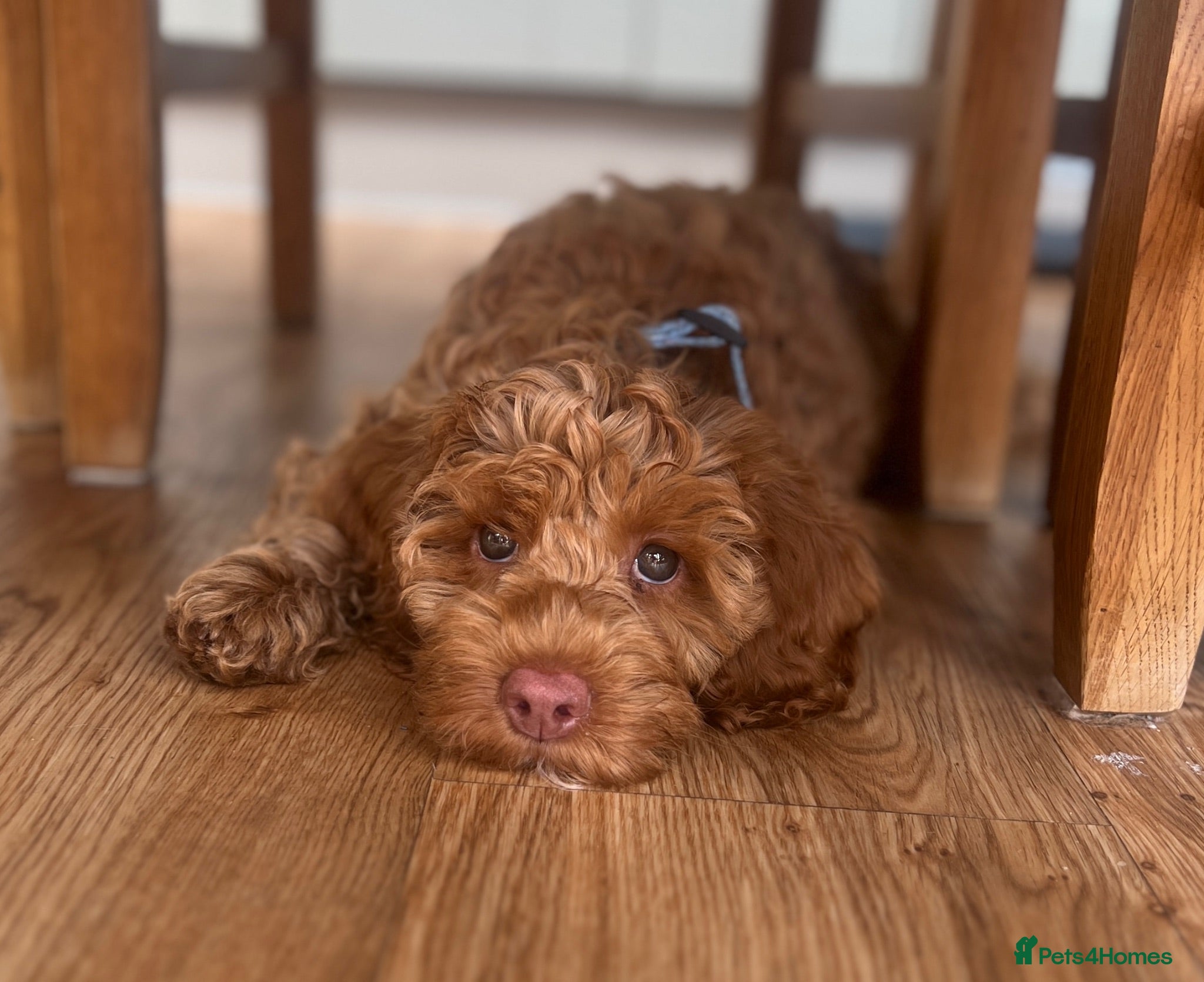Australian Labradoodle dogs ♥️♥️price drop/Lovely girl/Australian labradoodle - Advert 3