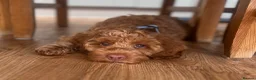 Australian Labradoodle dogs for sale: ♥️♥️price drop/Lovely girl/Australian labradoodle - Advert 2