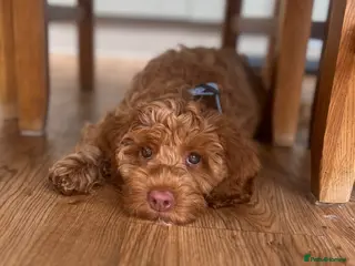 Australian Labradoodle dogs ♥️♥️price drop/Lovely girl/Australian labradoodle - Advert 3