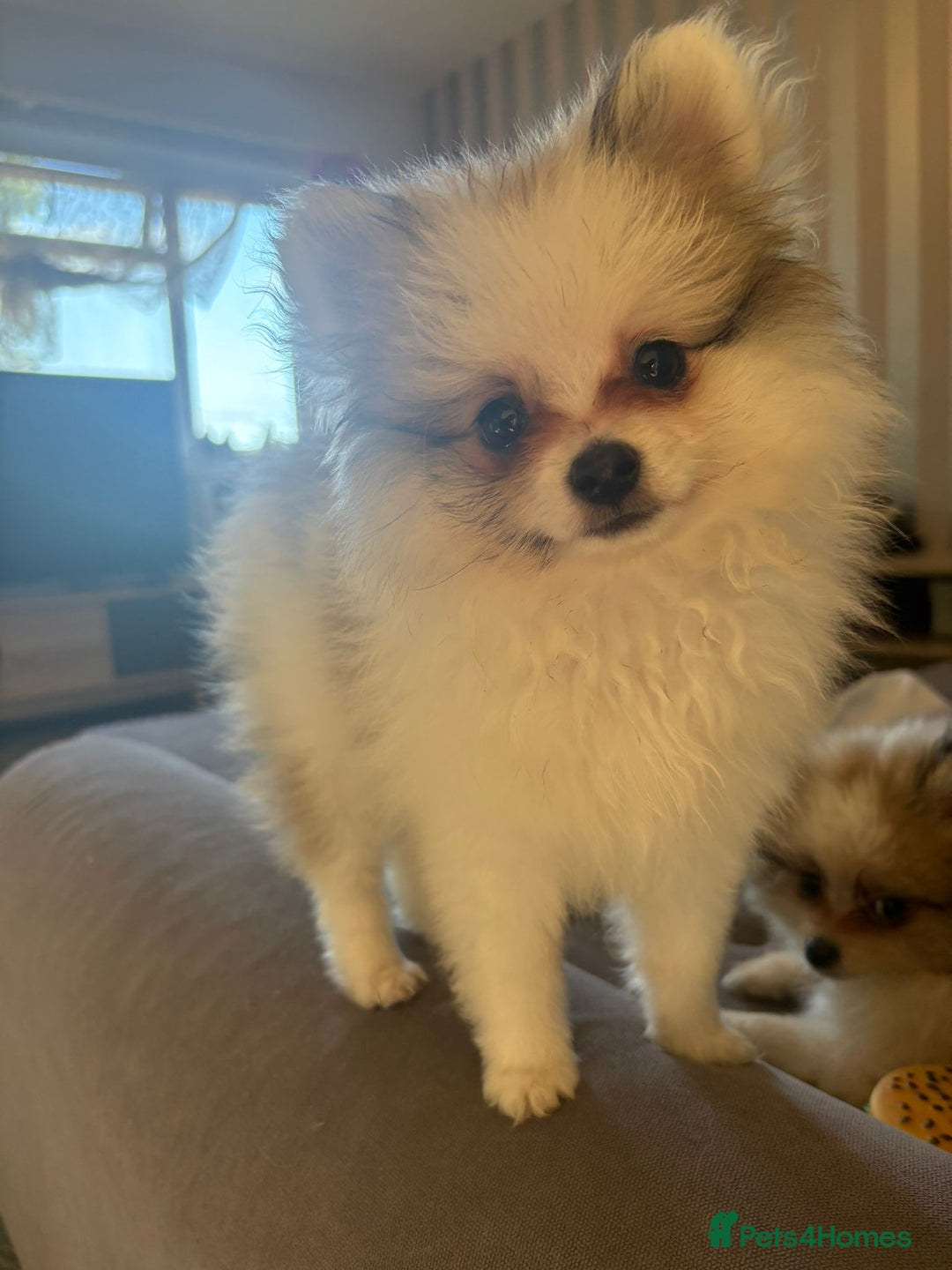 Pomeranian dogs for sale: Handsome Pomeranian Puppies ready - Image 6
