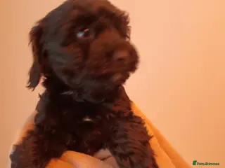 Cockapoo dogs Cockapoo puppies - Advert 10