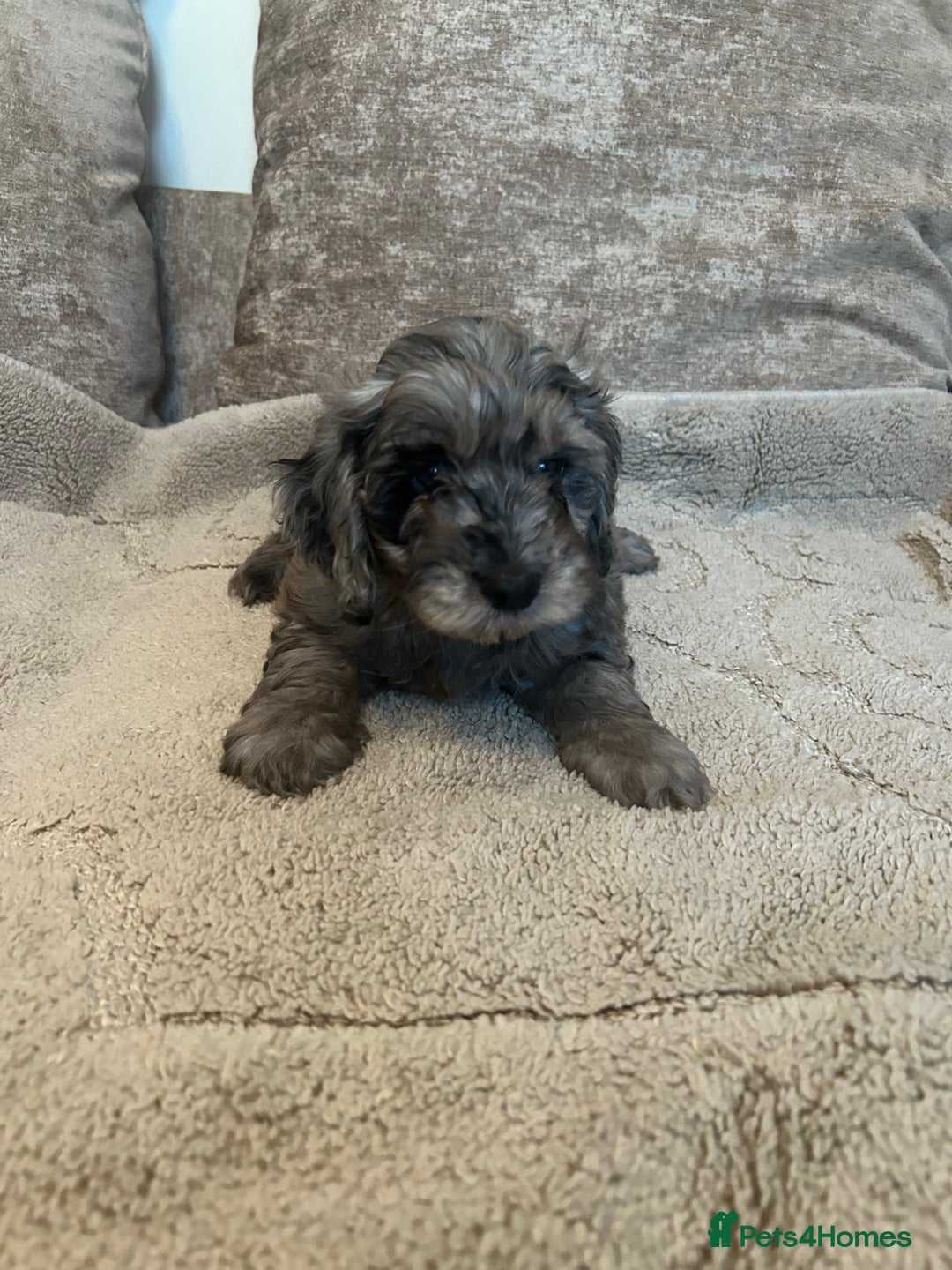 Cockapoo dogs for sale: BEAUTIFULL F1 COCKAPOOS - Image 5