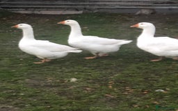 Geese poultry for sale:  EMBDEN GEESE TRIO - Image 1