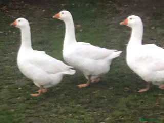 Geese poultry - Advert 1