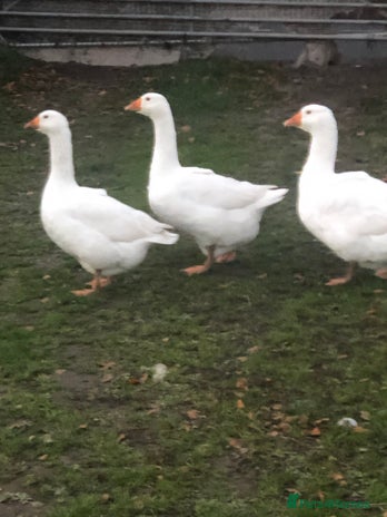 Geese poultry - Advert 1