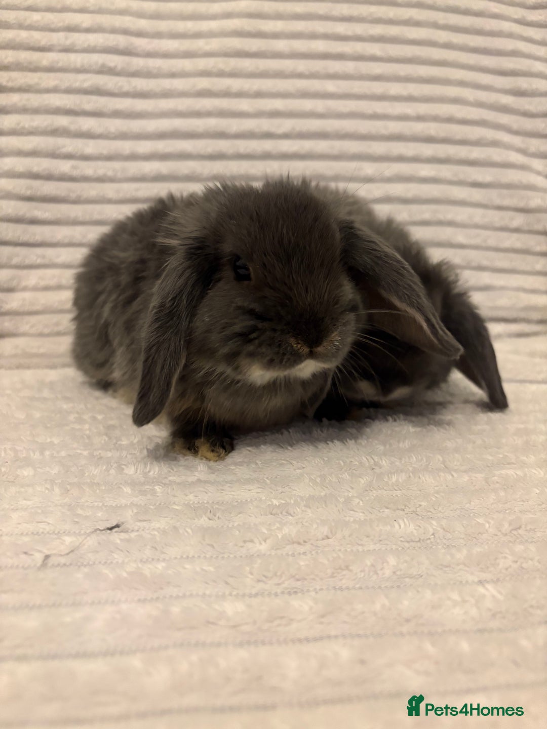 Mini Lop rabbits for sale: Lovely little mini lop baby bunny rabbits - Advert 10