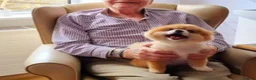 Pomeranian dogs for sale: Posh pudding pomeranians 🐾 🐾 🐾 🐾  - Advert 3