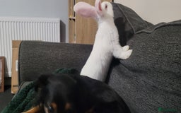 French Lop rabbits for sale: Giant French lop x giant continental  - Image 6
