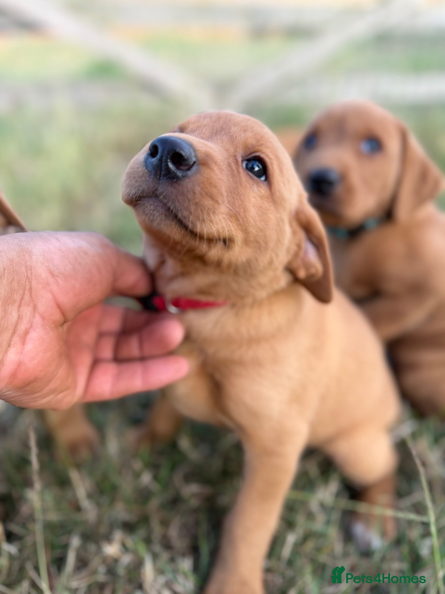 Labrador Retriever dogs KC FOX RED PUPPIE’S - Advert 2