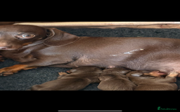 Miniature Dachshund dogs for sale: Stunning miniature dachshunds - tiny parents  - Image 13