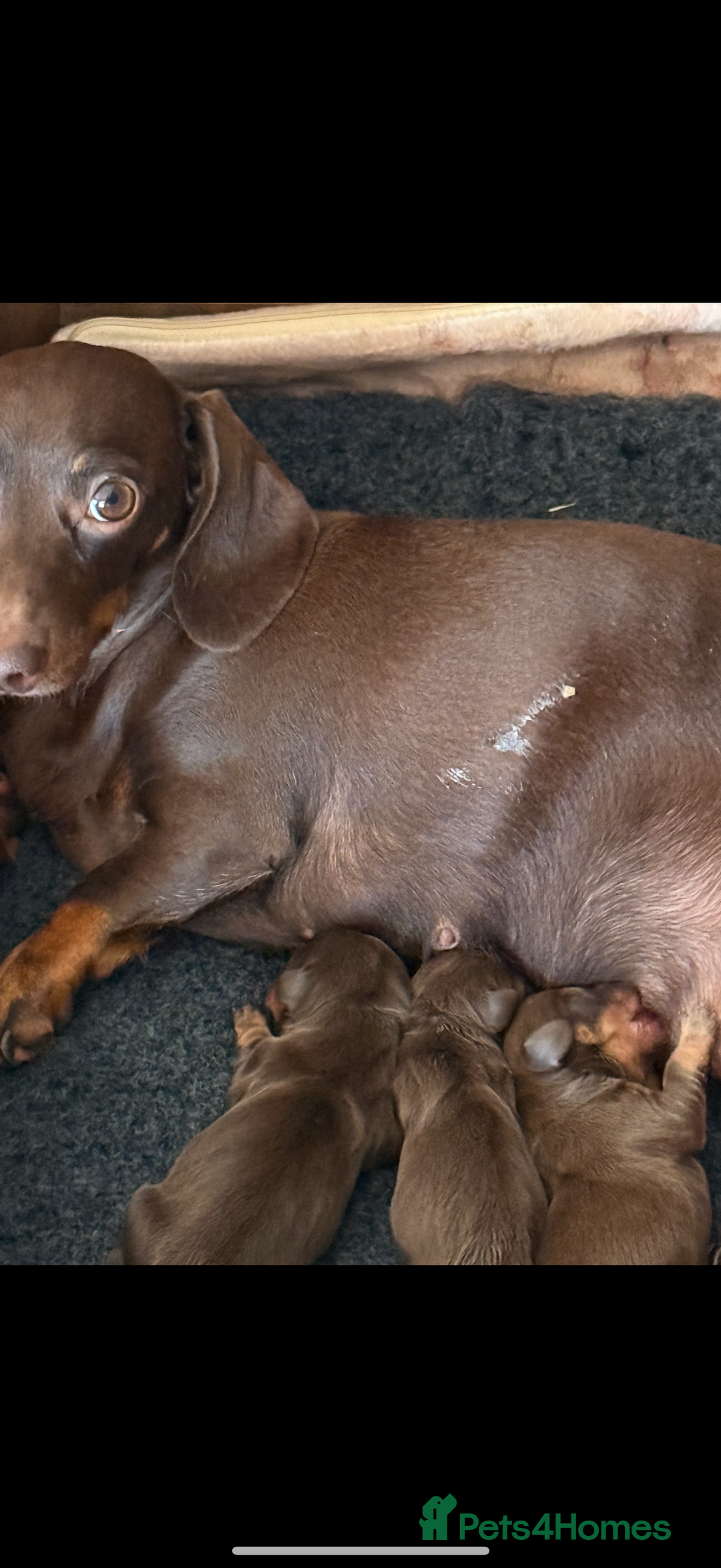 Miniature Dachshund dogs for sale: Stunning miniature dachshunds - tiny parents  - Image 13