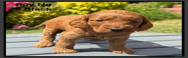 Cockapoo 2