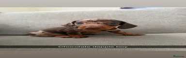 Miniature Dachshund 5