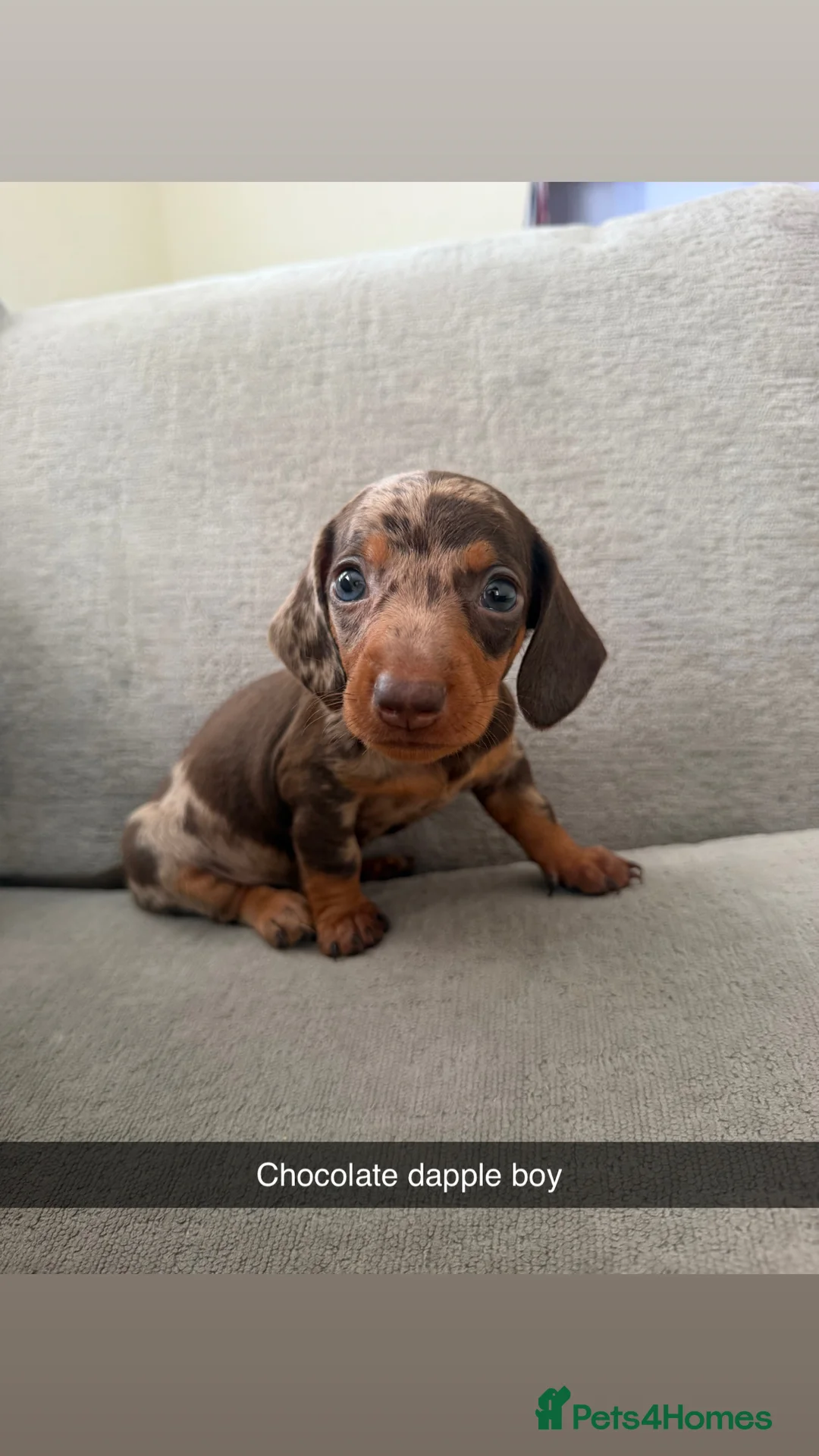 Miniature Dachshund dogs for sale: Stunning Miniature Dachshunds  - Advert 2