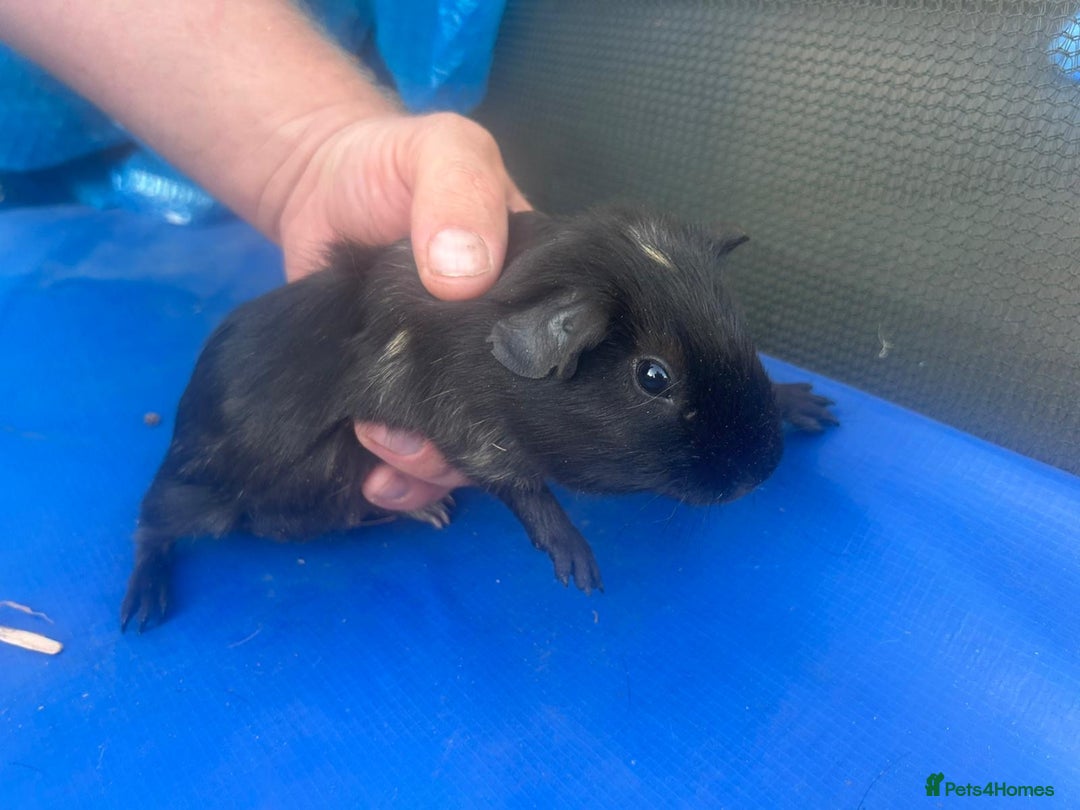Guinea Pig rodents for sale: Guinea pigs  - Image 9