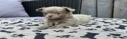Chihuahua dogs for sale: **PRICE REDUCTION** 🐾🩶 READY TO GO LAST TINY BOY - Advert 36