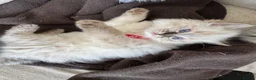 Ragdoll cats for sale: Ragdoll kittens for sale  in Brentwood - Advert 11
