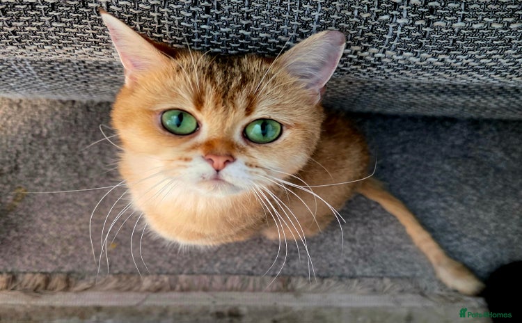 British Shorthair cats - Advert 11