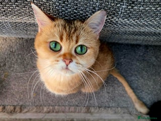 British Shorthair cats Golden British Shorthair Tica😻🌸😽😻🌼😽🌹😺🌸😻 - Advert 2