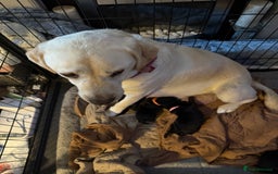 Labrador Retriever dogs for sale: Stunning litter of pure bred black Labrador pups  - Image 3