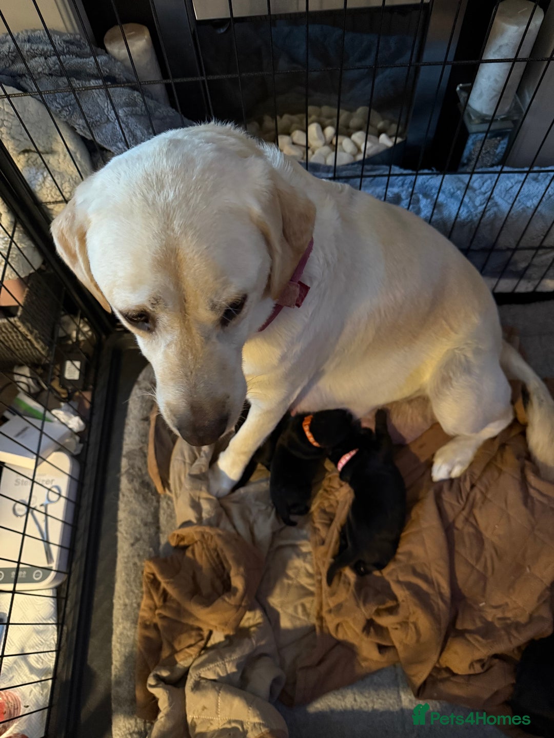Labrador Retriever dogs for sale: Stunning litter of pure bred black Labrador pups  - Image 3