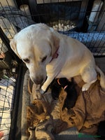 Labrador Retriever dogs - Advert 2