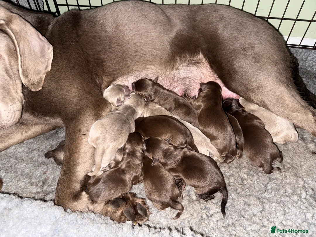 Labrador Retriever dogs for sale: Beautiful chocolate and Silver Labrador pups - Advert 4