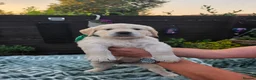 Golden Retriever dogs for sale: 9 beautiful golden retriever puppies - Advert 14