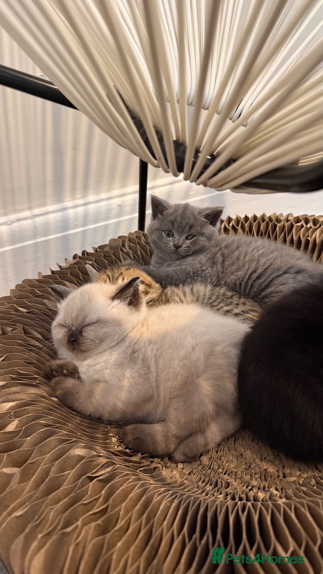 British Shorthair cats British shorthair Kittens - Advert 8