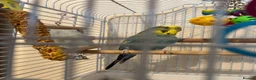 Budgerigars birds for sale: Bird for rehoming in Havant - Advert 3